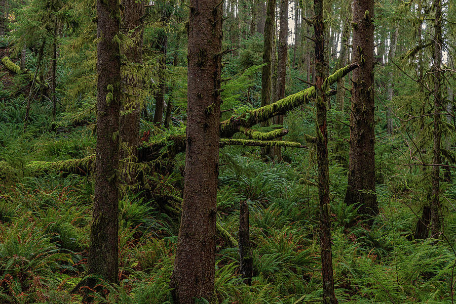 Pacific coast forest. Photograph by Ulrich Burkhalter