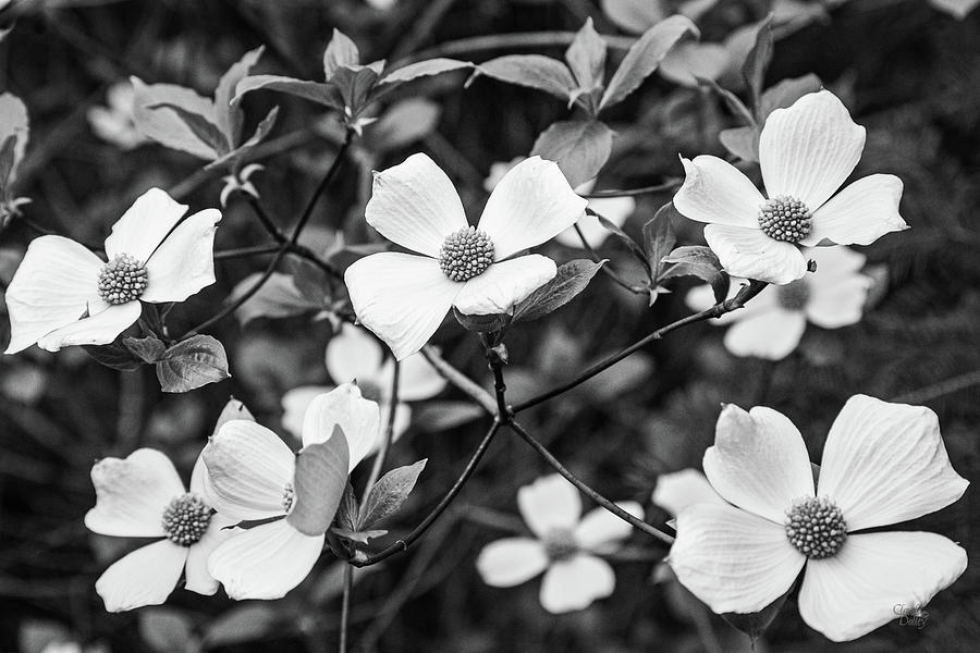 Pacific Dogwood Blossoms Photograph by Claude Dalley