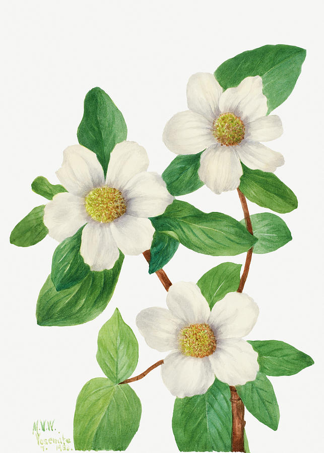 Pacific Dogwood by Mary Vaux Walcott Painting by World Art Collective