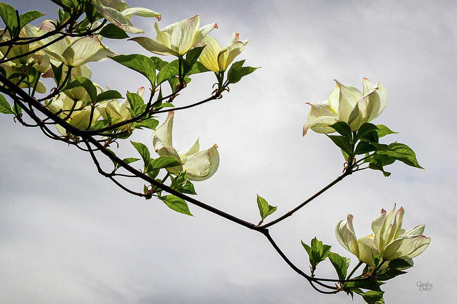 Pacific Dogwood Photograph by Claude Dalley
