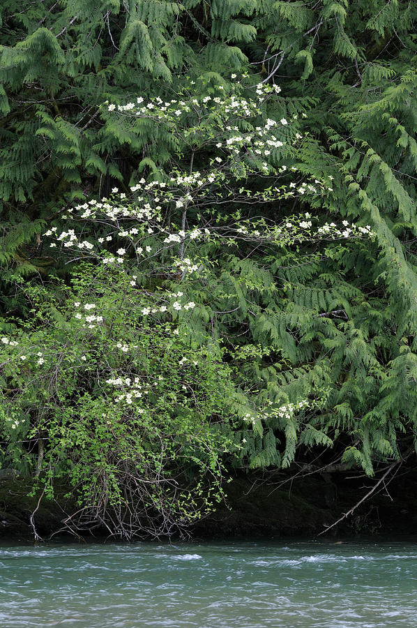 Pacific Dogwood Cornus Nuttallii, Cowichan Valley, Vancouver Island, British Columbia Photograph