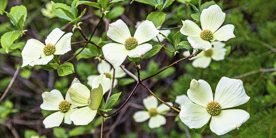 Pacific Dogwoods Photograph by Claude Dalley
