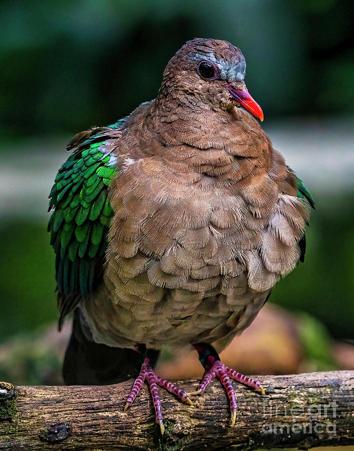  Pacific Emerald Dove Photograph by Nick Zelinsky Jr