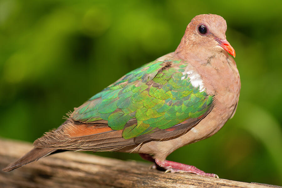 Nature Photograph - Pacific Emerald Dove by Rob D