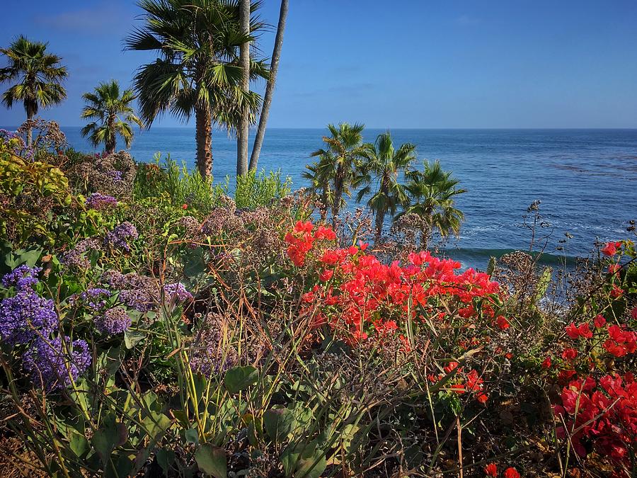 Pacific Flower Garden Photograph by Dan Miller