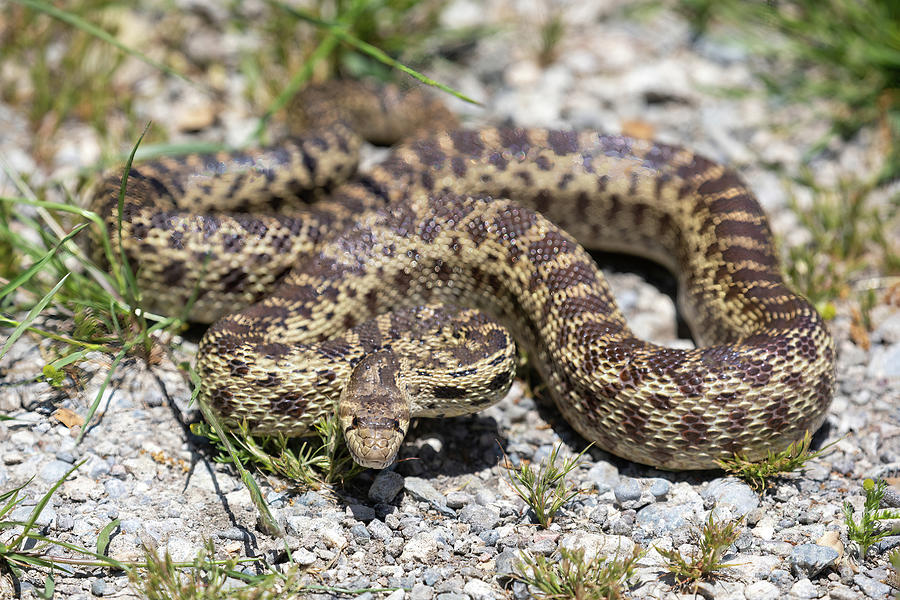 Pacific Gopher Snake Adult in Defensive Posture Photograph by Yuval ...