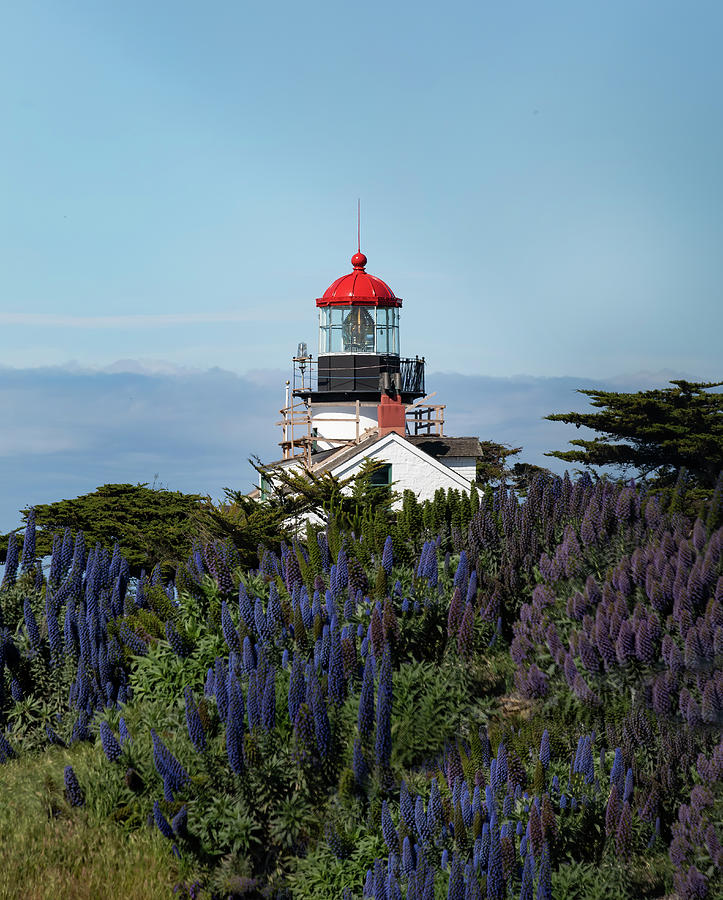 Pacific Grove Lighthouse Photograph by Lisa Malecki