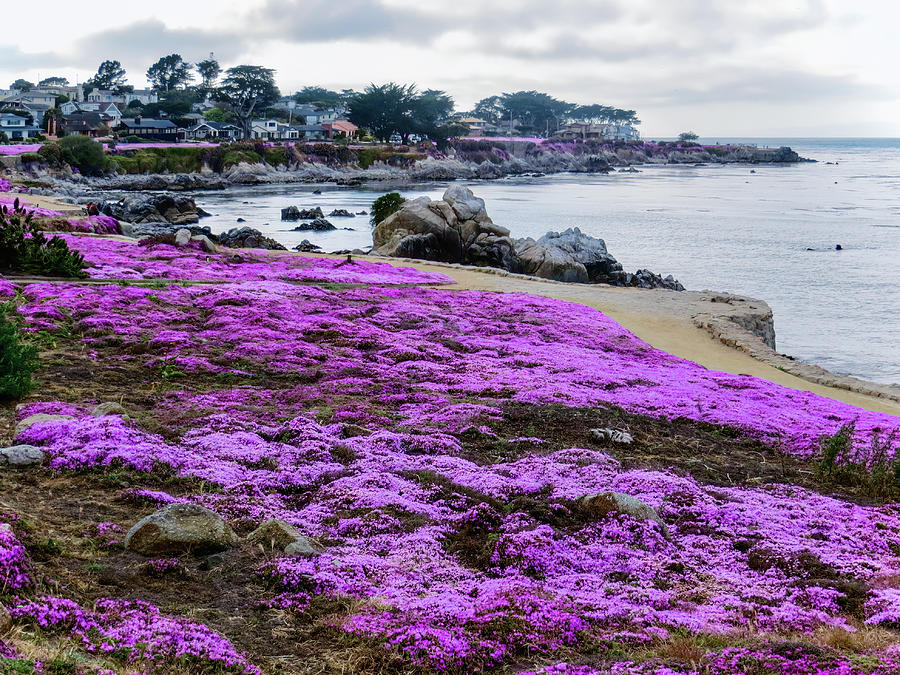 Pacific Grove Sea of Flowers Photograph by Rachel Morrison