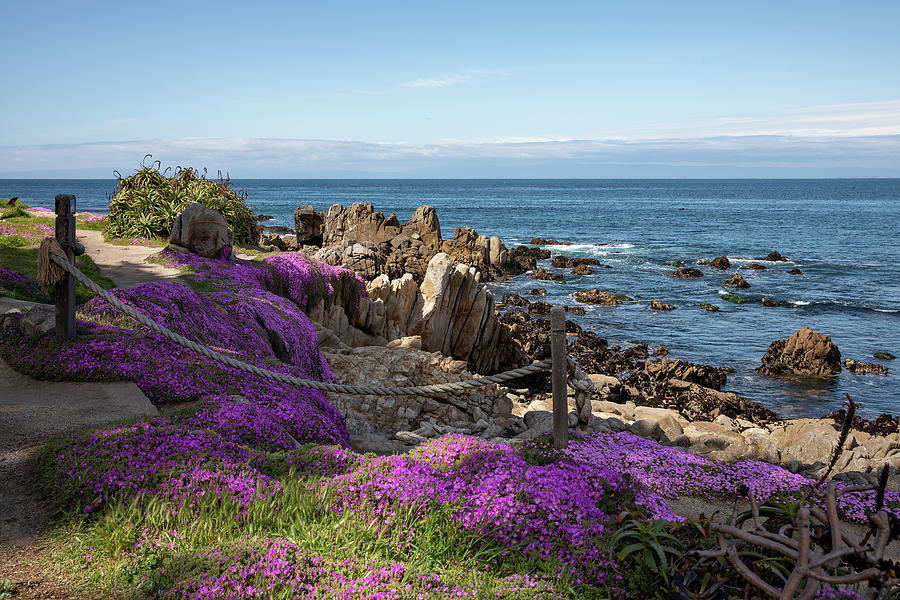 Pacific Grove Wildflowers Photograph by Lisa Malecki