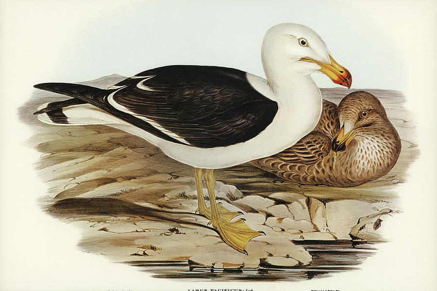 John Gould Drawing - Pacific Gull, Larus Pacificus by John Gould