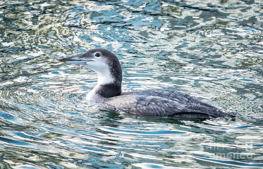 Pacific Loon from Crystal Water Photograph by Charline Xia