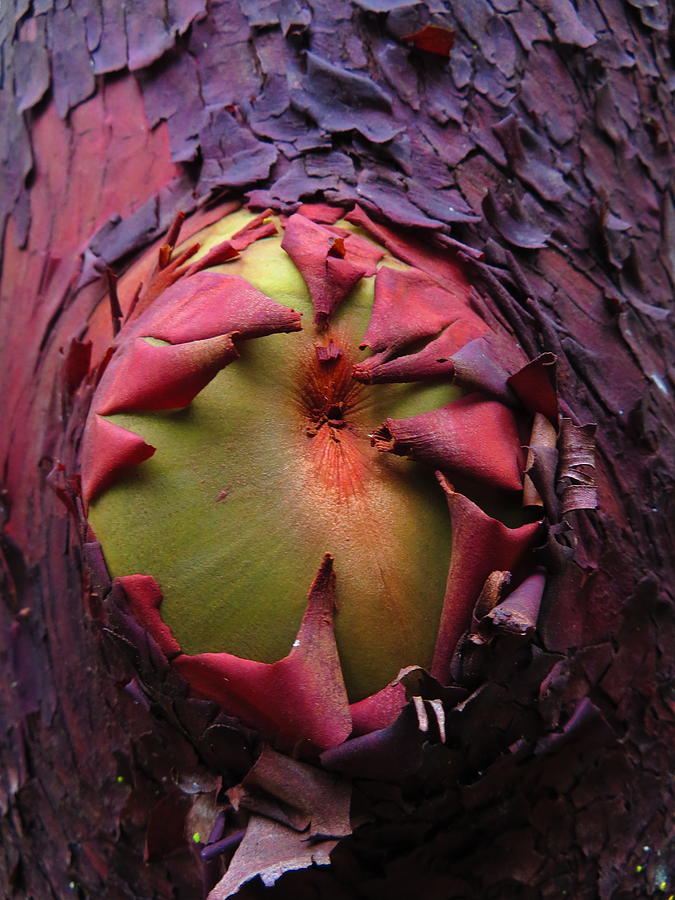 Pacific Madrone Healed Over Photograph by Marie Jamieson