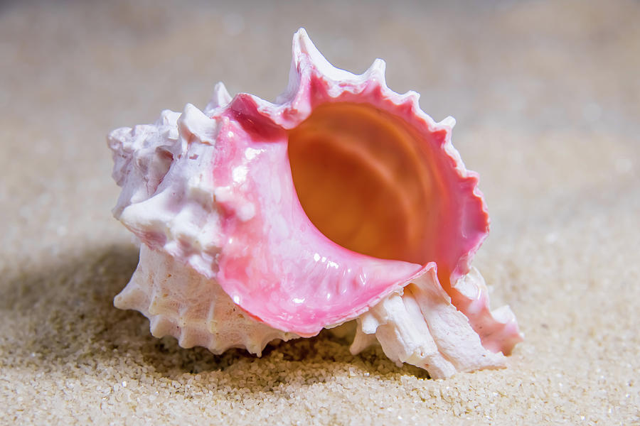 Pacific Murex Shell Photograph by Anthony Sacco