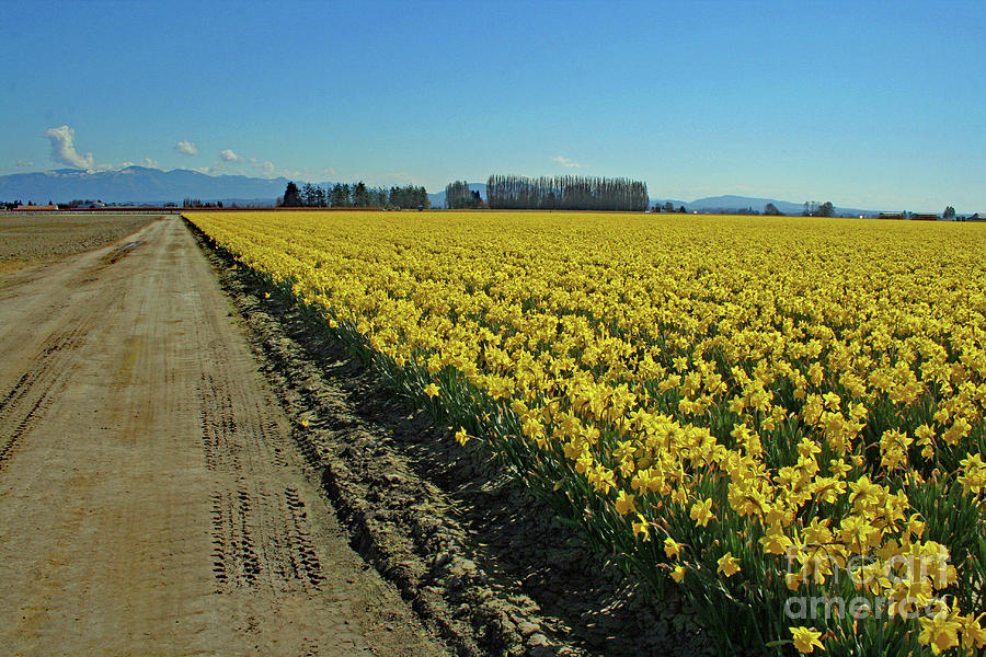 Pacific Northwest Daffodils Photograph by Norma Appleton