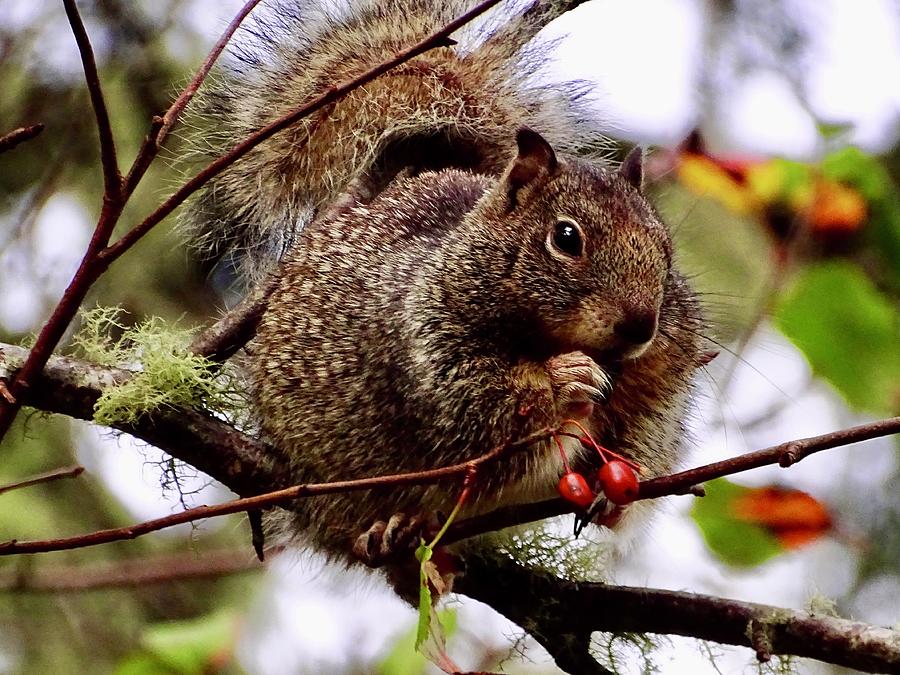 Pacific Northwest Gray Squirrel Photograph by Brent Bunch | Pixels