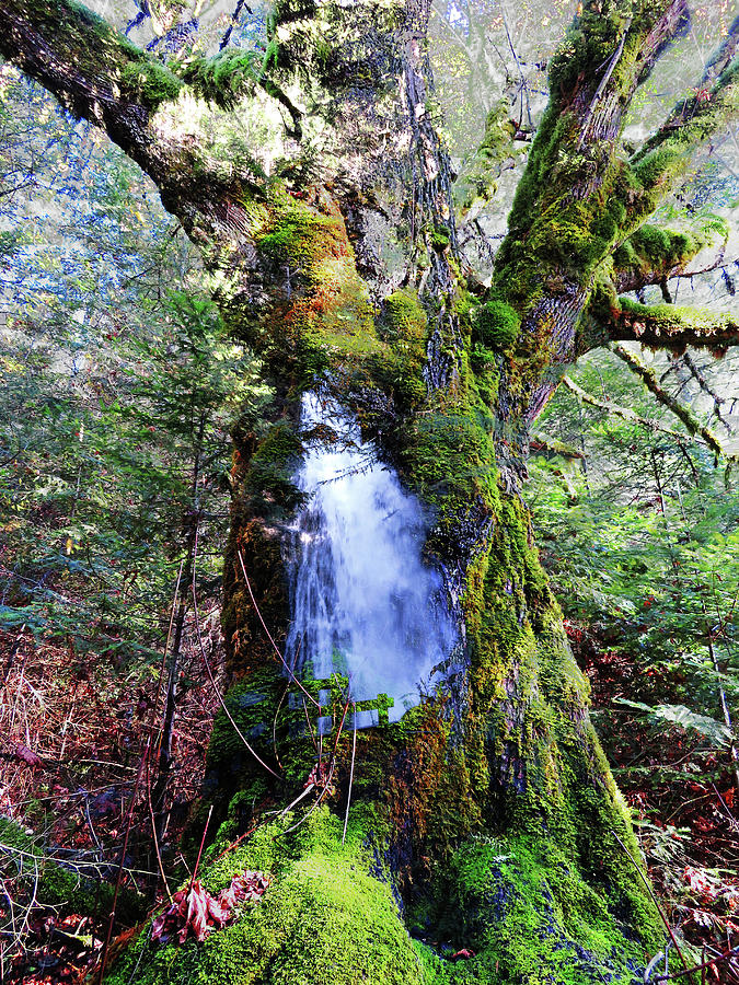 Pacific Northwest Tree and Waterfall Digital Art by Marie Jamieson