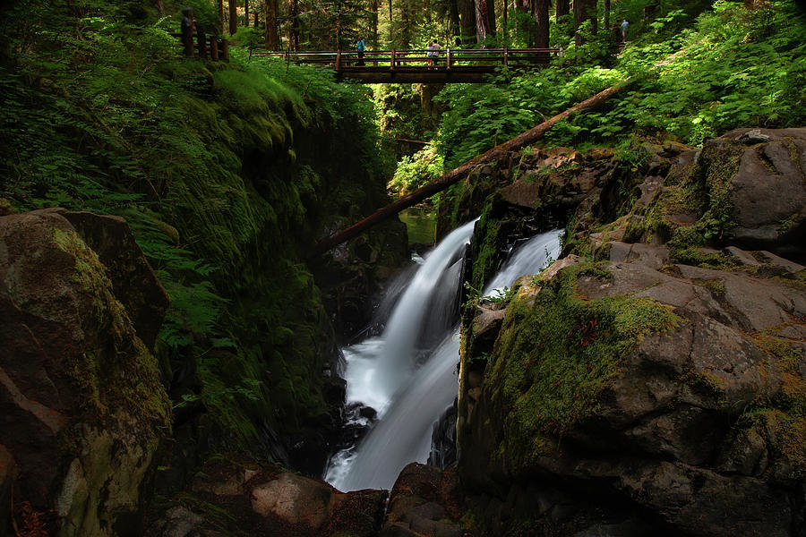 Tree Photograph - Pacific Northwest Waterfalls by Larry Marshall