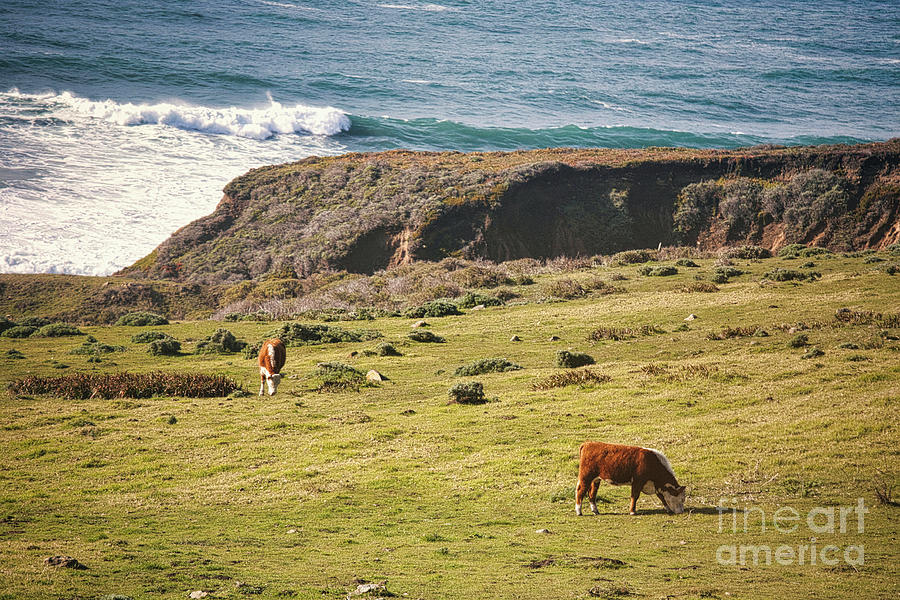 Pacific Ocean Big Sur Cows Pasture  Photograph by Chuck Kuhn