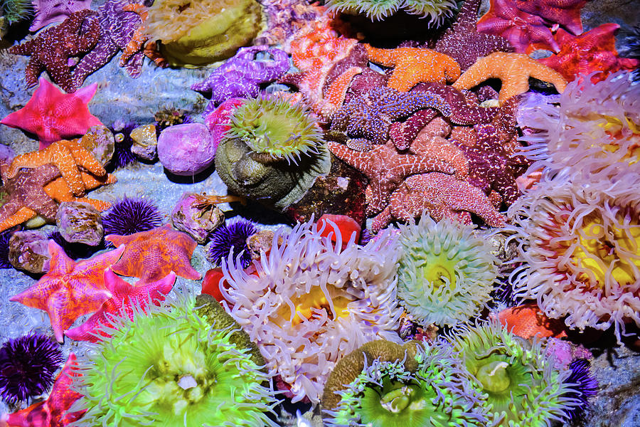 Pacific Ocean Reef Photograph by Kyle Hanson