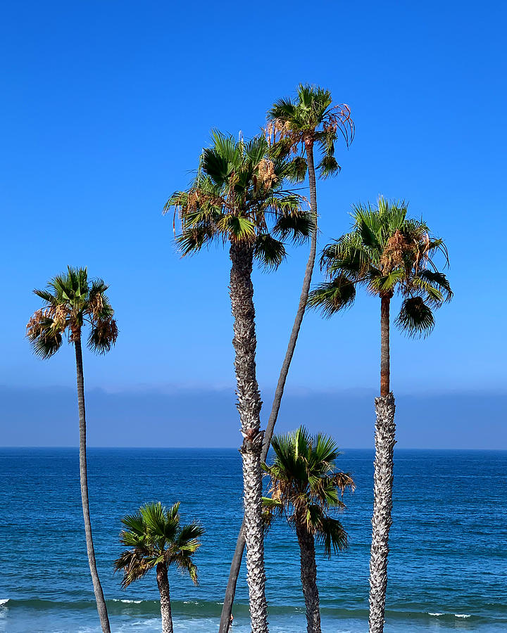 Pacific Palms Photograph by Brian Eberly