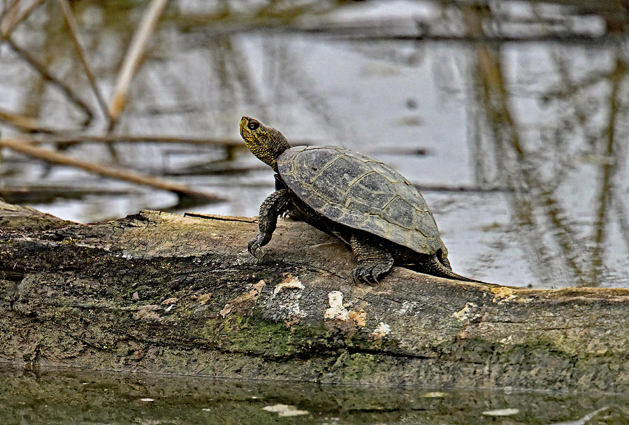  Pacific pond turtle basking in the sun - Sacramento NWR Photograph by Amazing Action Photo Video