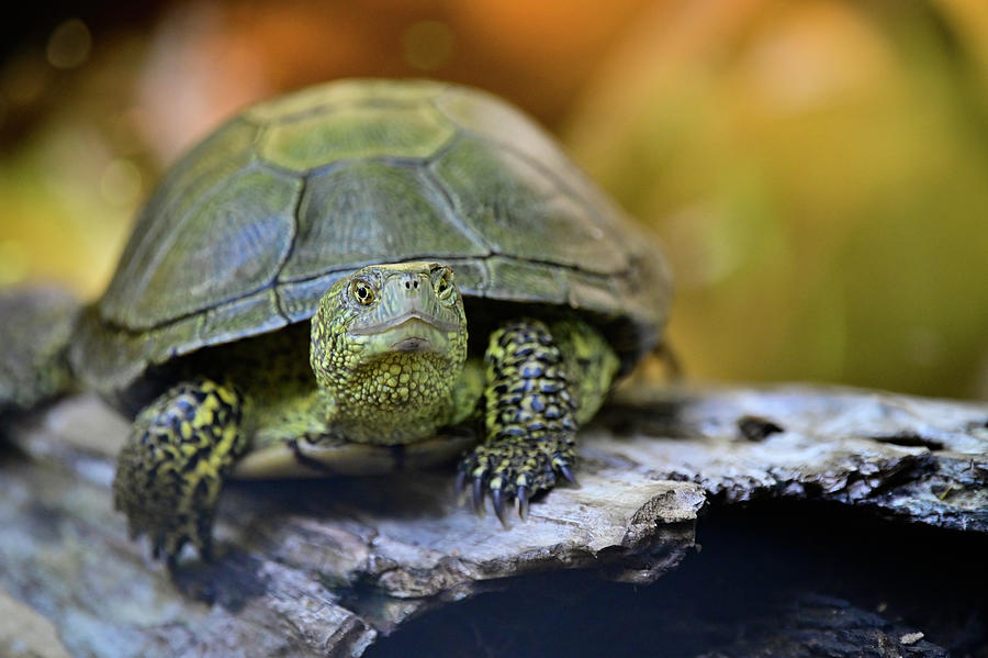 Pacific pond turtle Photograph by Ed Stokes - Fine Art America