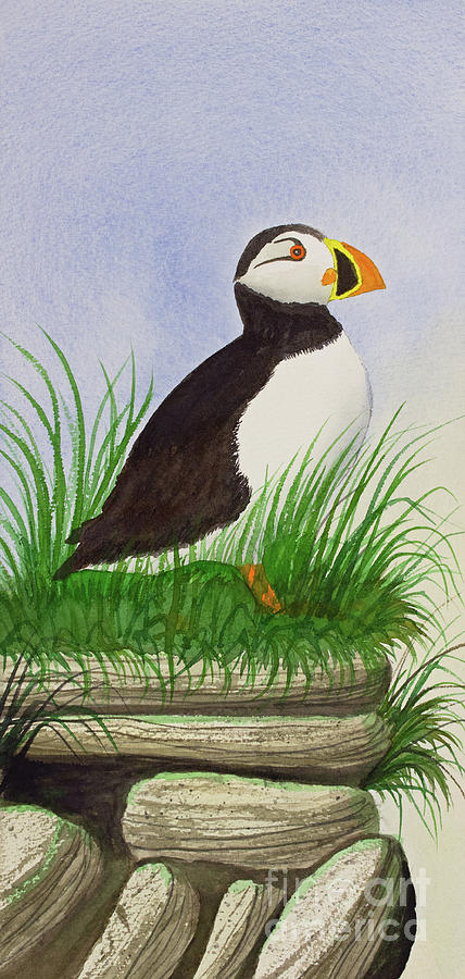 Pacific Puffin Painting by Norma Appleton