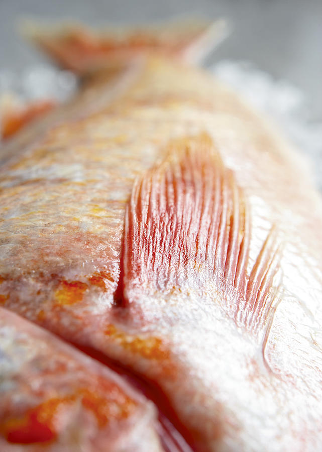 Pacific Red Rockfish Photograph by Tracey Kusiewicz/Foodie Photography