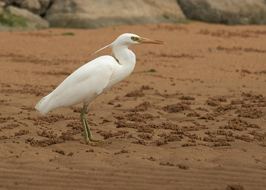 Birds Photograph - Pacific Reef-heron, Okinawa Japan by Doug Herr Birds Photograph - Pacific Reef-heron, Okinawa Japan by Doug Herr