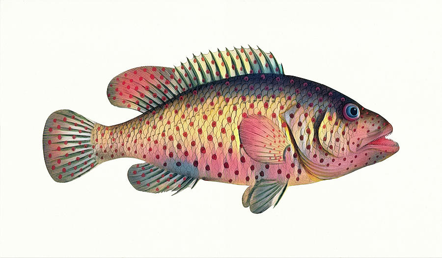 Pacific Rockfish  Digital Art by Deborah League