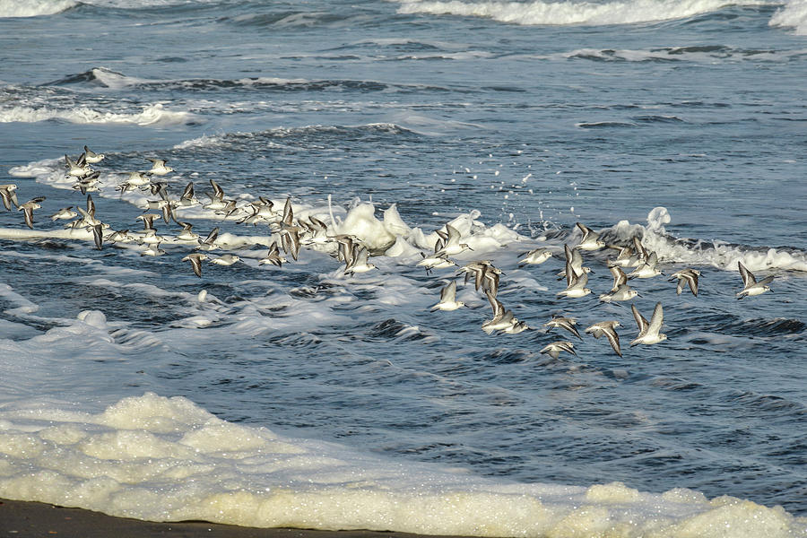 Pacific Sandpipers in Flight Photograph by Pamela Patch