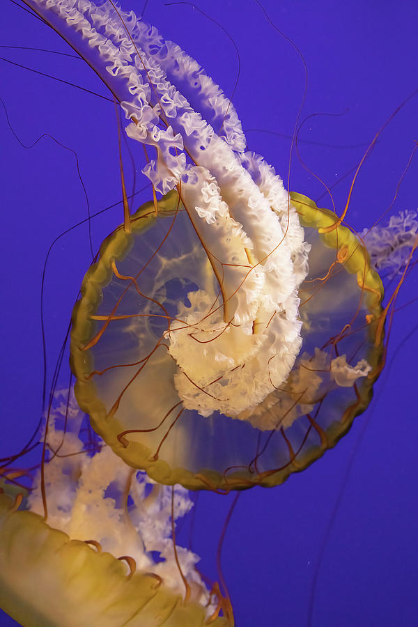 Pacific Sea Nettle Photograph by Bob Cournoyer
