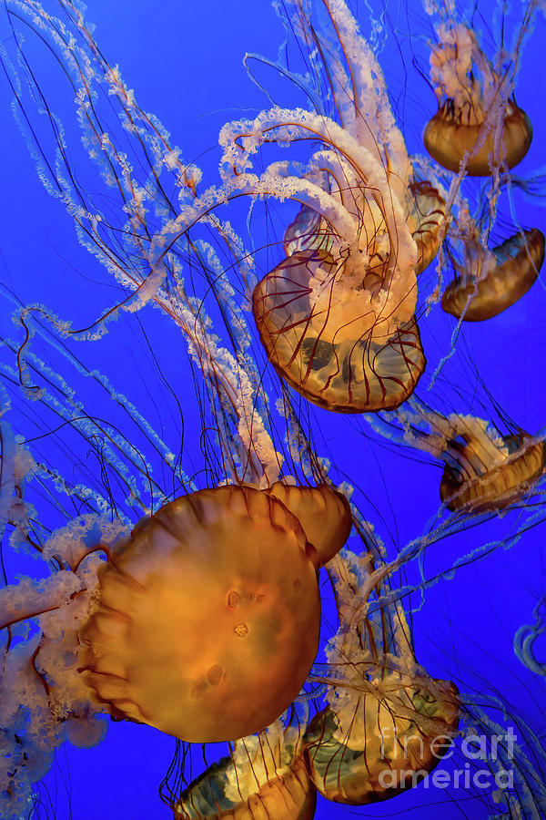 Pacific Sea Nettle Jellyfish Photograph by Jerry Fornarotto
