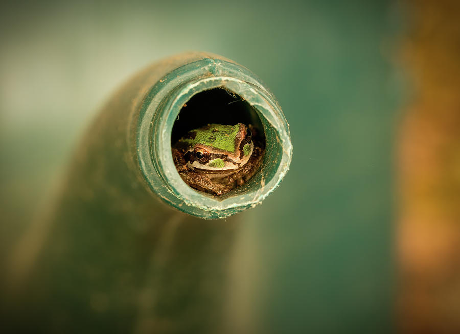 Pacific Tree Frog in Watering Can Photograph by Jean Noren