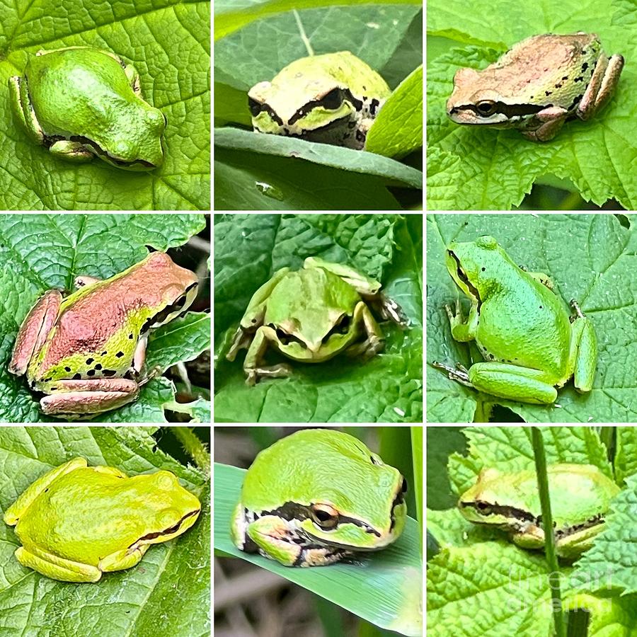 Pacific Tree Frogs Photograph by Nick Gustafson