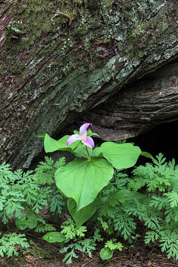 Pacific Trillium Flower at the base of a tree Photograph by Michael Russell