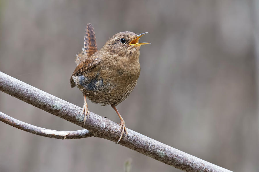 Pacific-winter Wren Photograph by Terry Dadswell