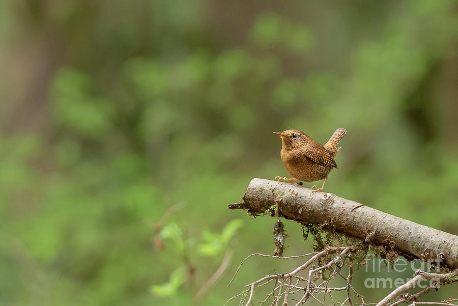 Spring Photograph - Pacific Wren in Soft Sunlight by Nancy Gleason