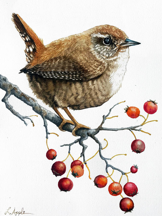 Pacific Wren Painting by Linda Apple