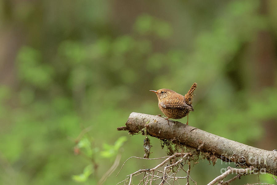 Spring Photograph - Pacific Wren Looks at Forest Clearing by Nancy Gleason