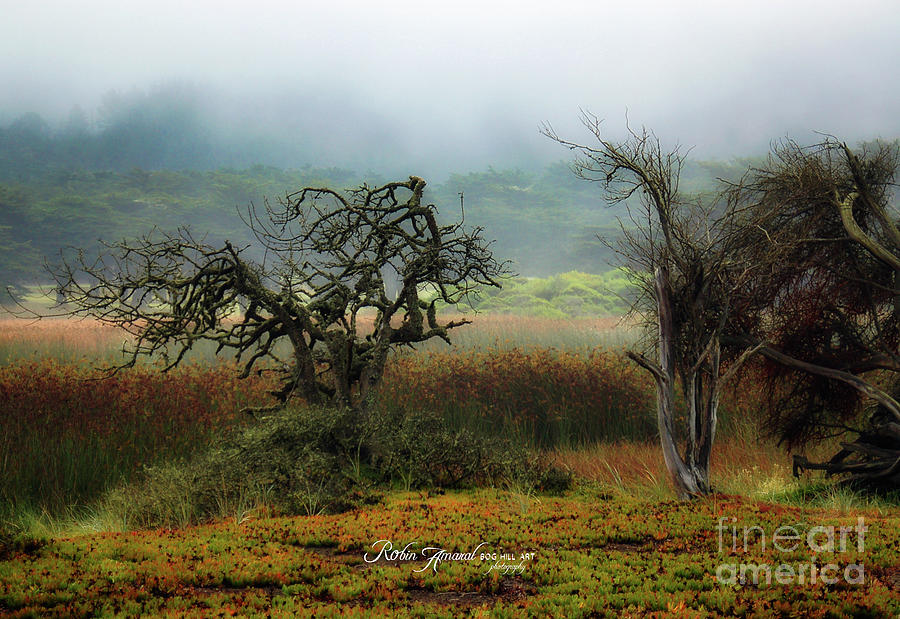Tree Photograph - Pacifica Coast Meadow by Robin Amaral
