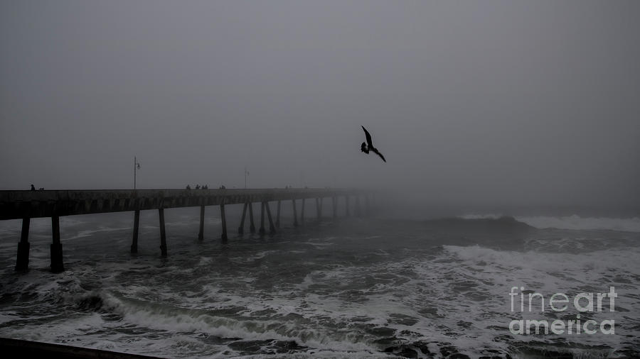 Seagull Photograph - Pacifica Fog by Suzanne Luft