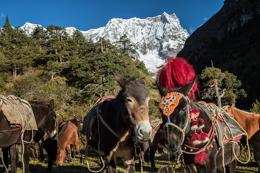 Pack animals at the foot of the Gangchhenta from Lemithang camp, Gasa District, Snowman Trek, Bhutan Photograph by © Pascal Boegli