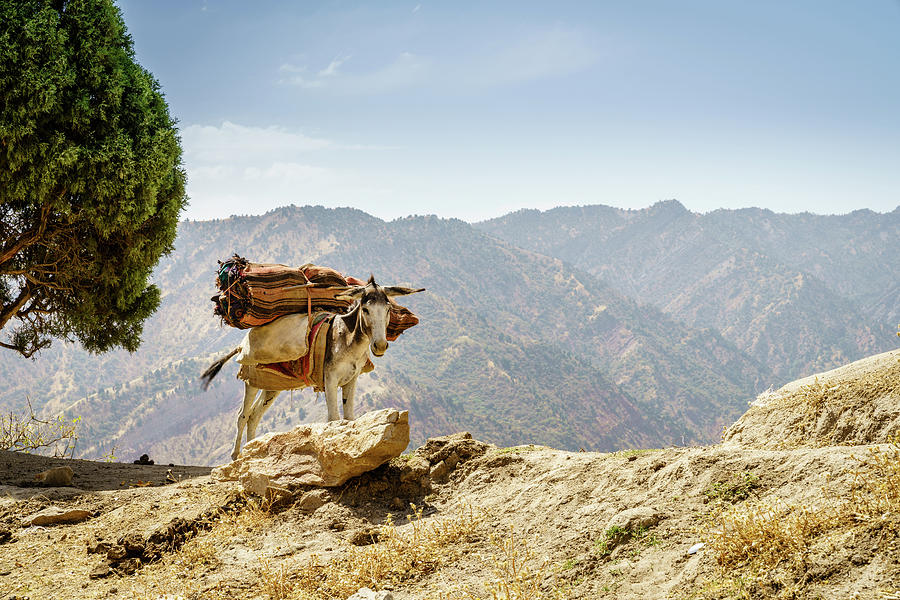 Pack mule Photograph by Alexey Stiop