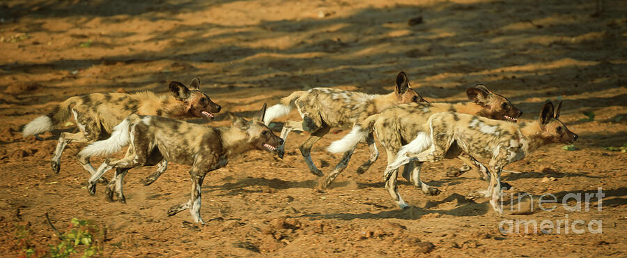 Pack of African Wild Dogs Running Photograph - Pack of African Wild Dogs Running by Natural Focal Point Photography