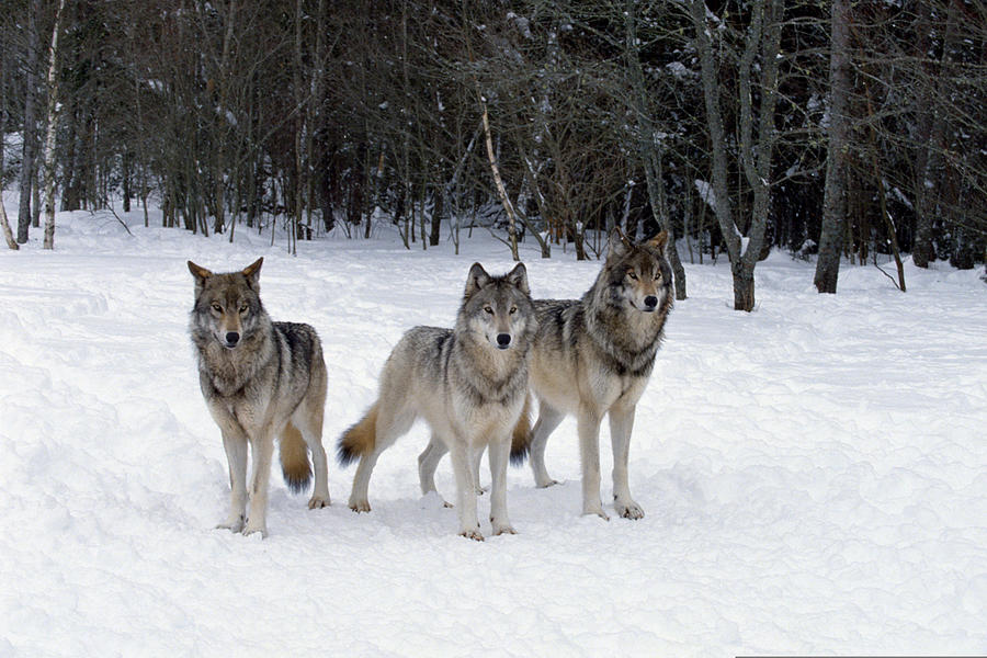 Pack of wolves , Canada Photograph by Comstock Images