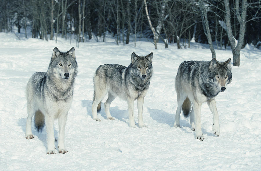 Pack of wolves at edge of snowy forest Photograph by Tom Brakefield
