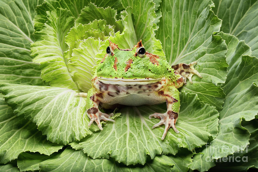 Horned  Frog Salad Photograph by Linda D Lester