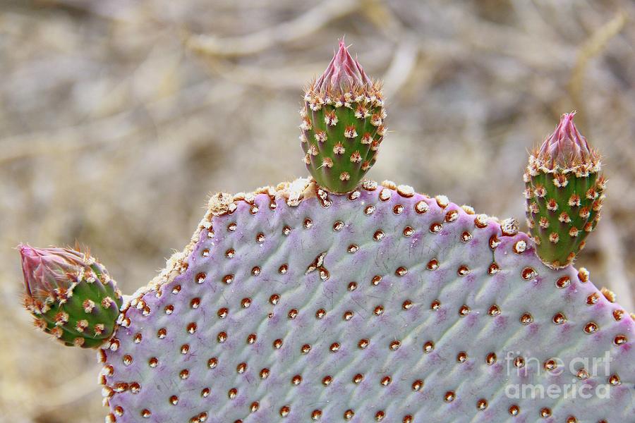 Paddle Cactus 2 Photograph by Suzanne Oesterling