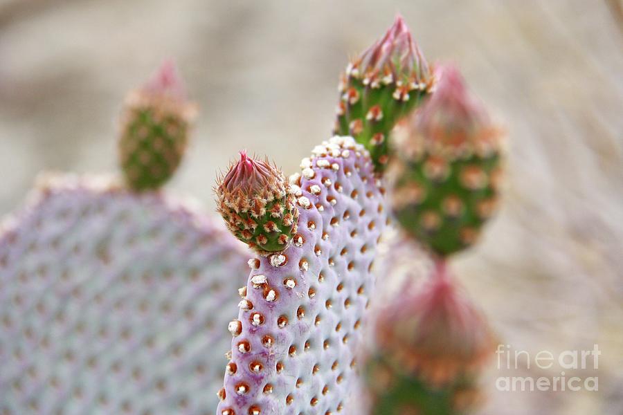 Spring Photograph - Paddle Cactus by Suzanne Oesterling